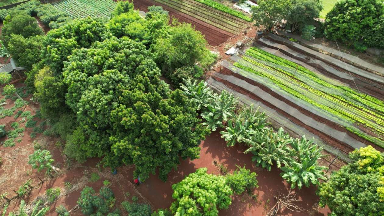 Chácara, 1 hectares - Foto 11